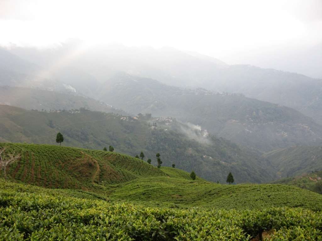 Mountain gardens